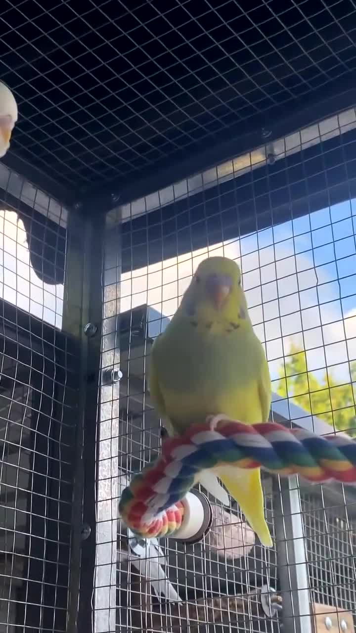 Budgerigars birds for sale: Female baby budgies - Video 3