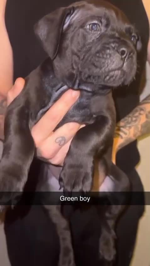 Cane Corso dogs for sale: Cane Corso Puppies - 4 Females & 1 Male, Ready Now - Video 5