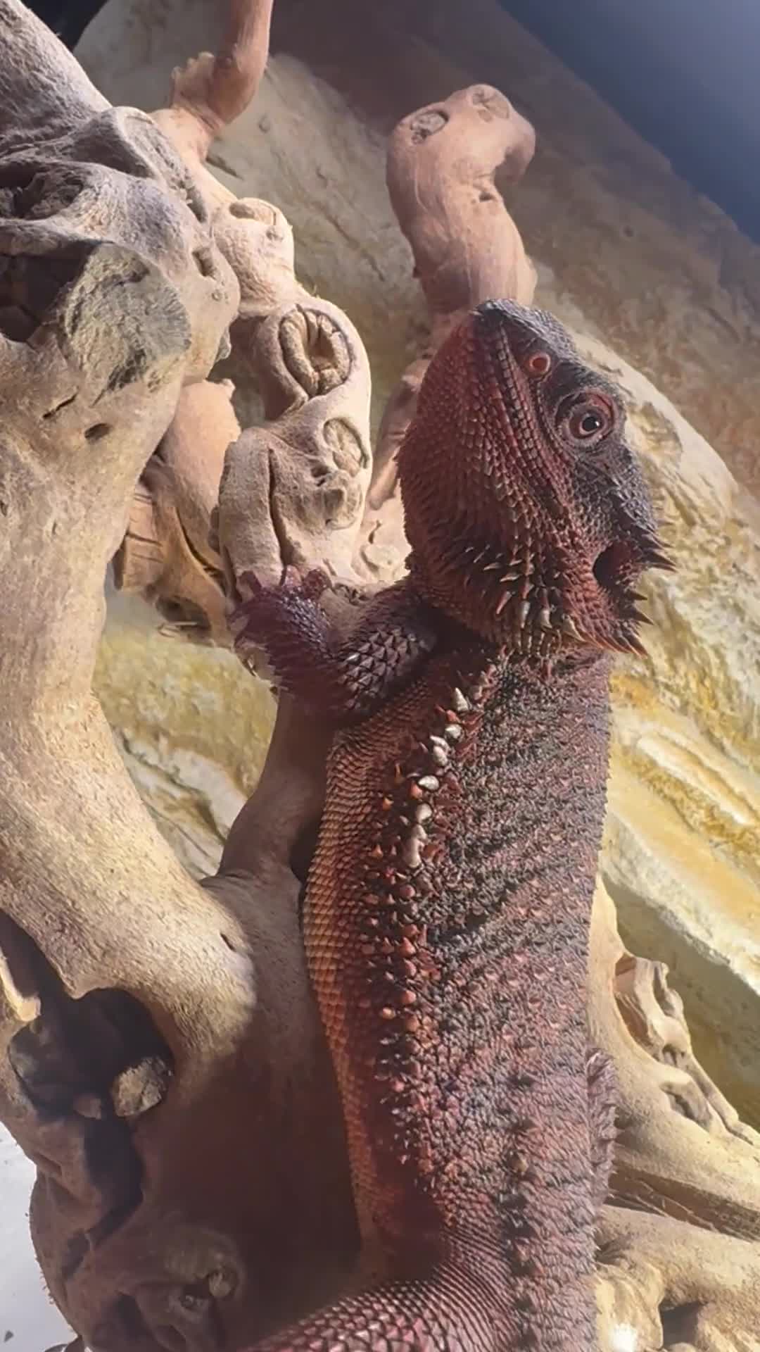 Bearded Dragon reptiles for sale: 100% red monster bearded dragon babies🐉 - Video 3