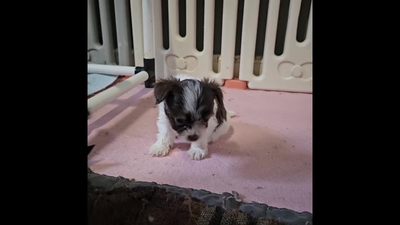 Yorkshire Terrier dogs for sale: Colorful Yorkshire Terrier puppies for sale - Video 1