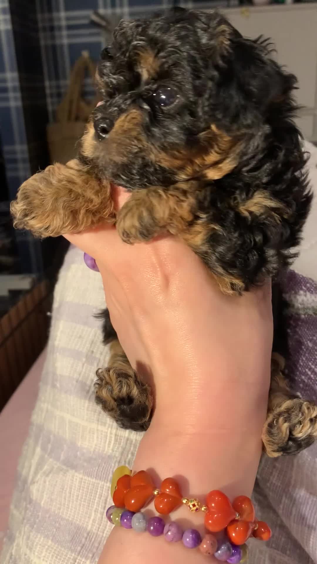 Toy Poodle dogs for sale: Asian Toy Poodle Puppies for Loving Homes ❤️🐶 - Video 2