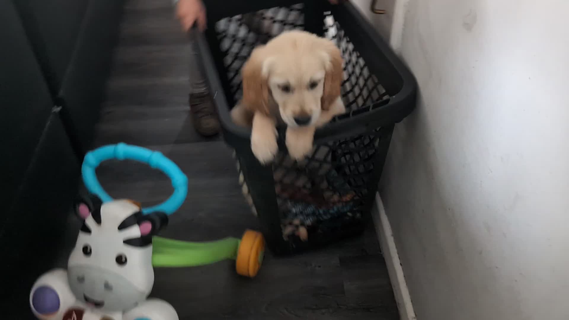 Golden Retriever dogs for sale: Kennel Club Reg Golden Retriever Puppies - Video 3