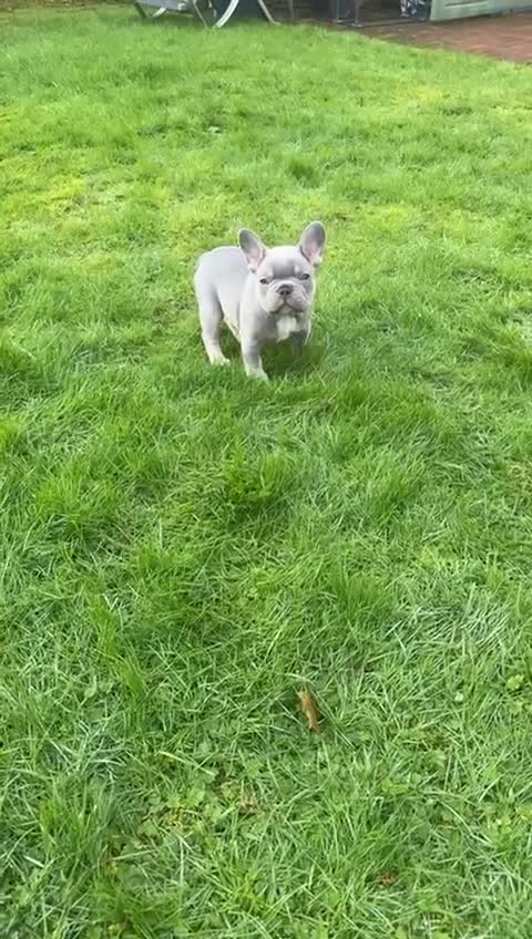 French Bulldog dogs for sale: French bulldog - Video 2