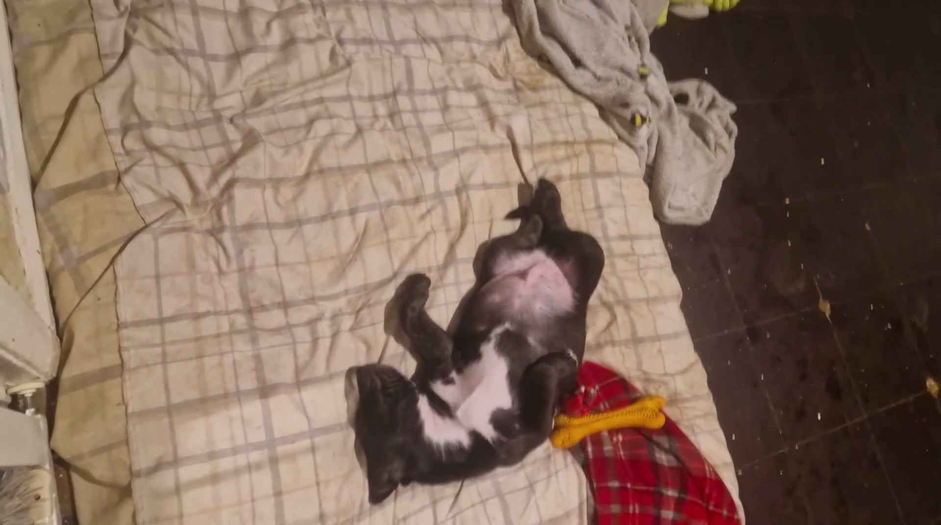 Mixed Breed dogs for sale: AVALIABLE husky cross staff  in Manchester - Video 3
