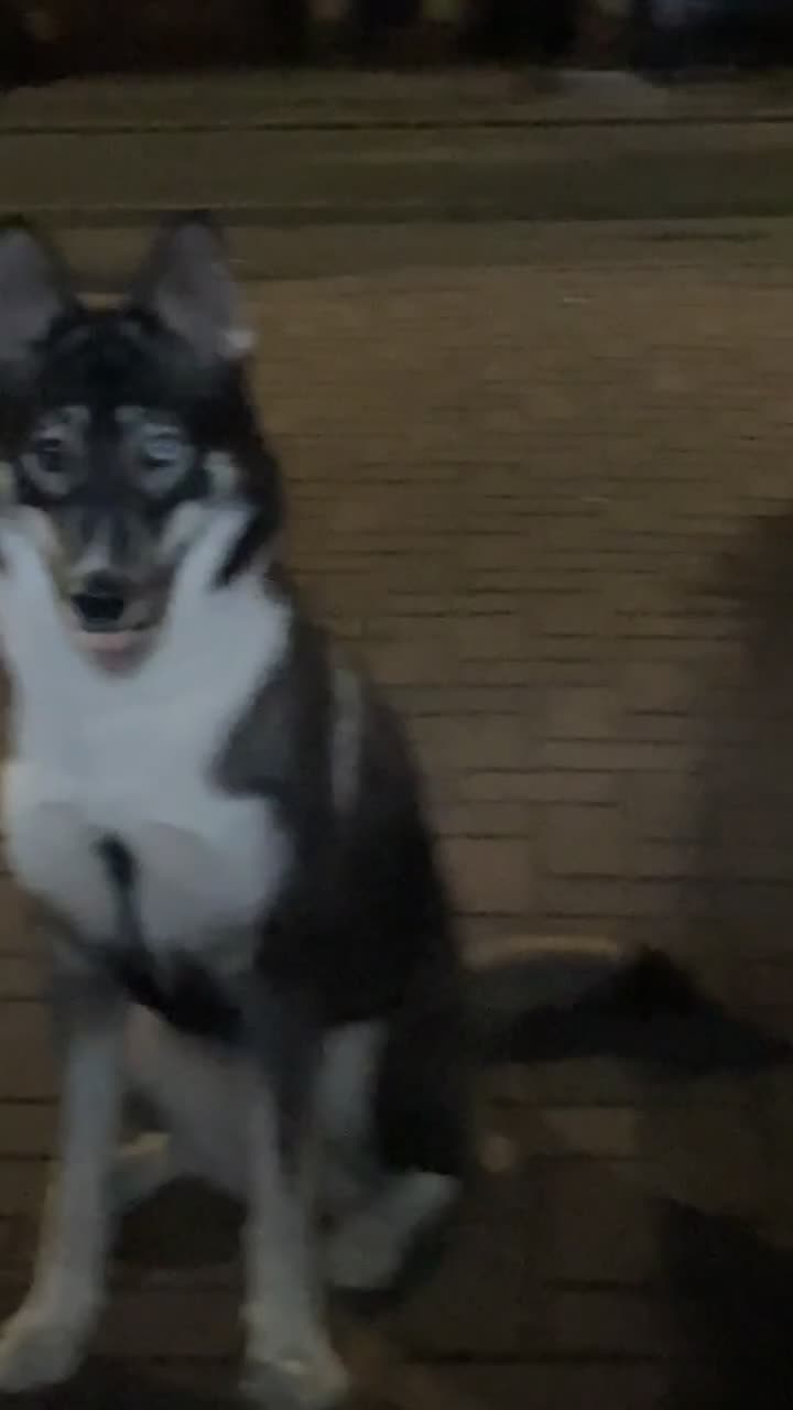 Siberian Husky dogs for sale: Siberian husky  - Video 2
