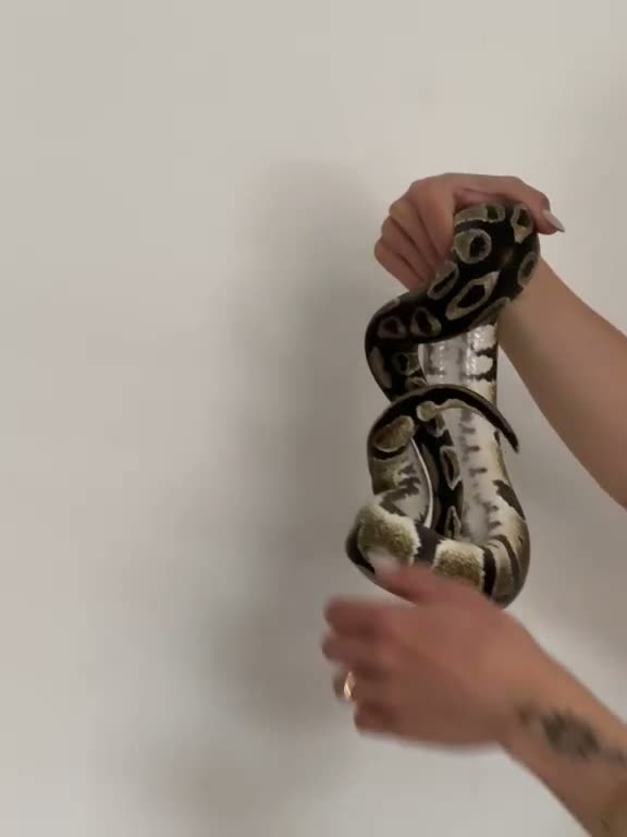 Python Snake reptiles for sale: Ball python + full set up - Video 1