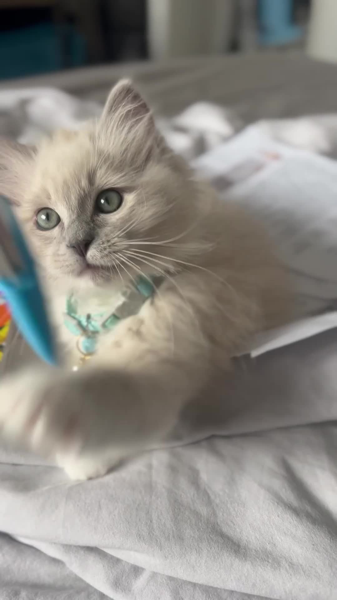 Ragdoll cats for sale: Blue mitted mink ragdoll ( male)  - Video 1