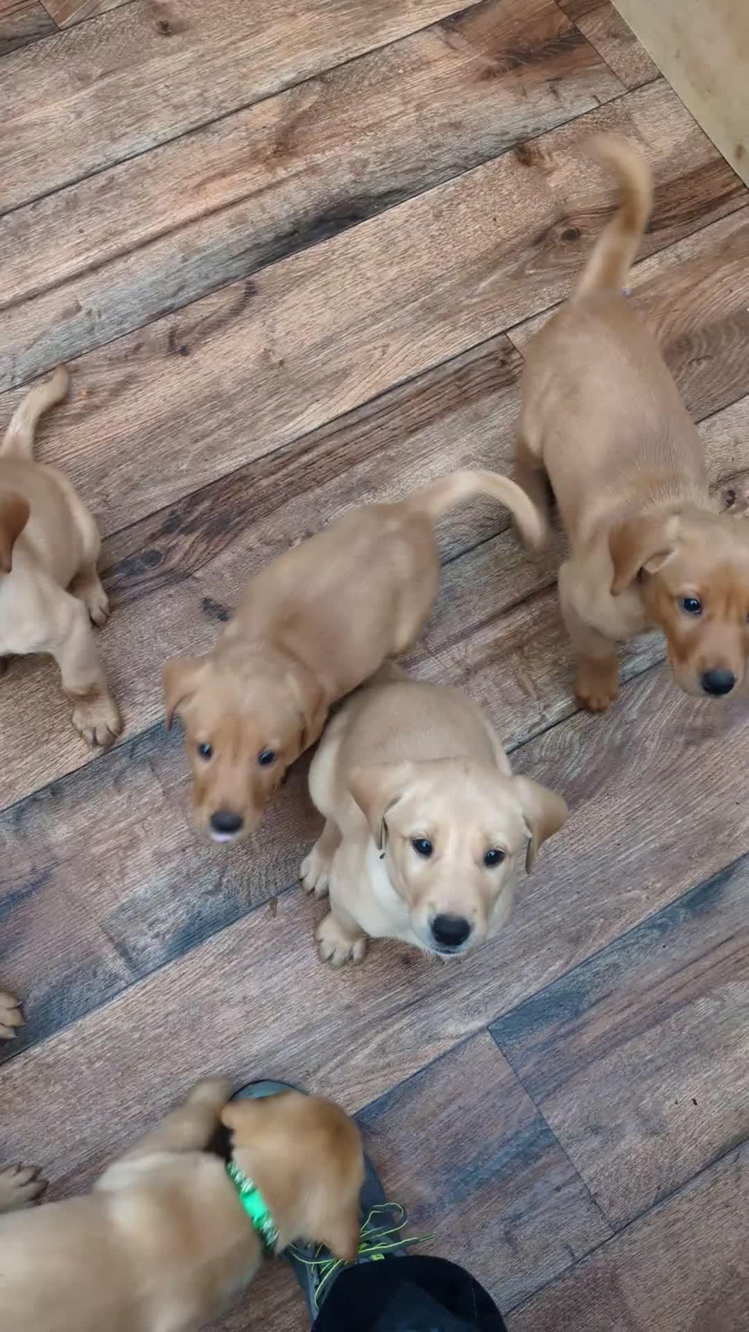 Labrador Retriever dogs for sale: Red and golden labs  - Video 1