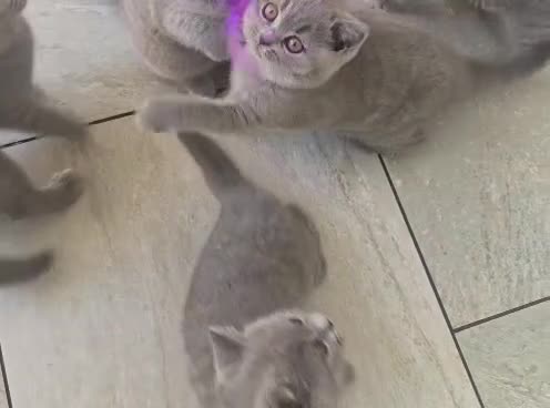 British Shorthair cats for sale: Fully Vaccinated Adorable Gorgeous BSH kittens - Video 3