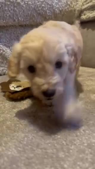 Doxiepoo dogs for sale: Last Beautiful Doxiepoo Puppy - Video 3