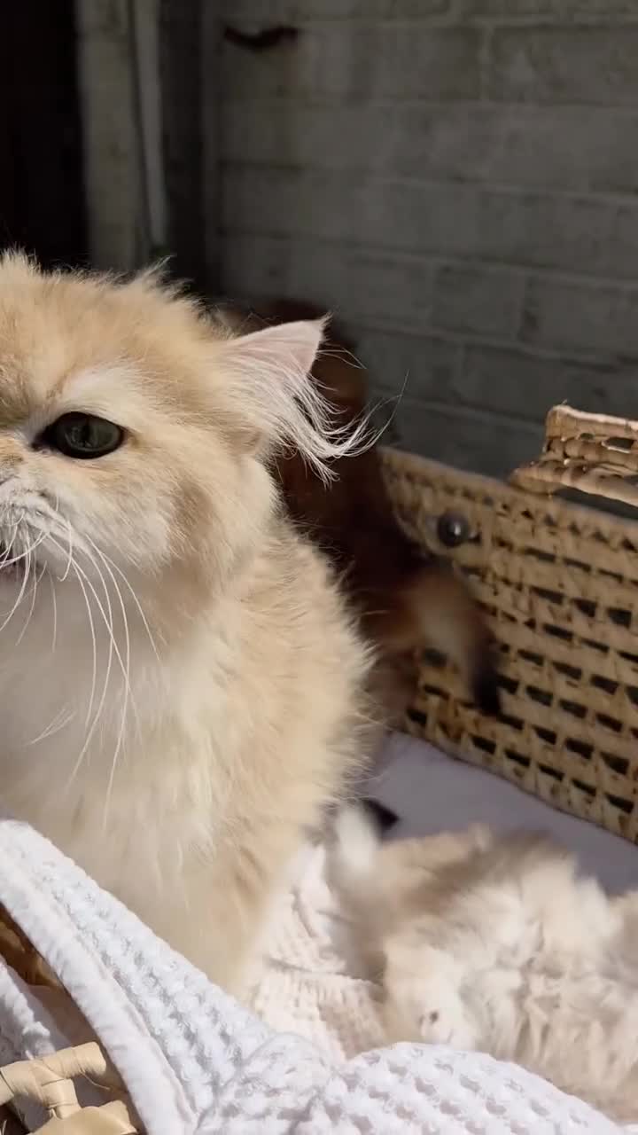 British Longhair cats for sale: 👑 GCCF Champion Line British Kittens 🐾 - Video 3