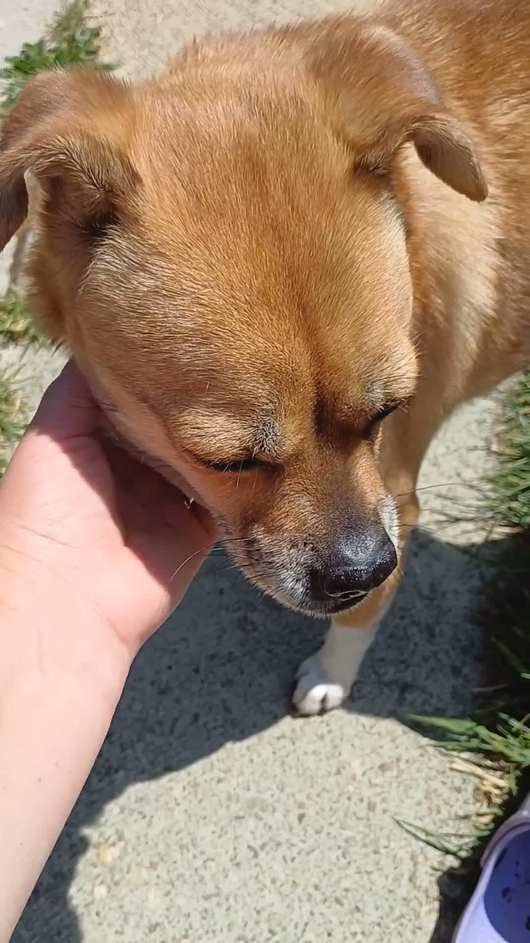 Mixed Breed dogs for adoption: Ruby the sweet rescued girl in Yelverton - Video 1