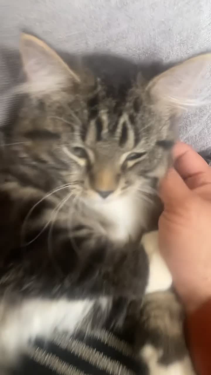 Mixed Breed cats for sale: 5 Beautiful Mixed Breed Kittens 🐾 - Video 2