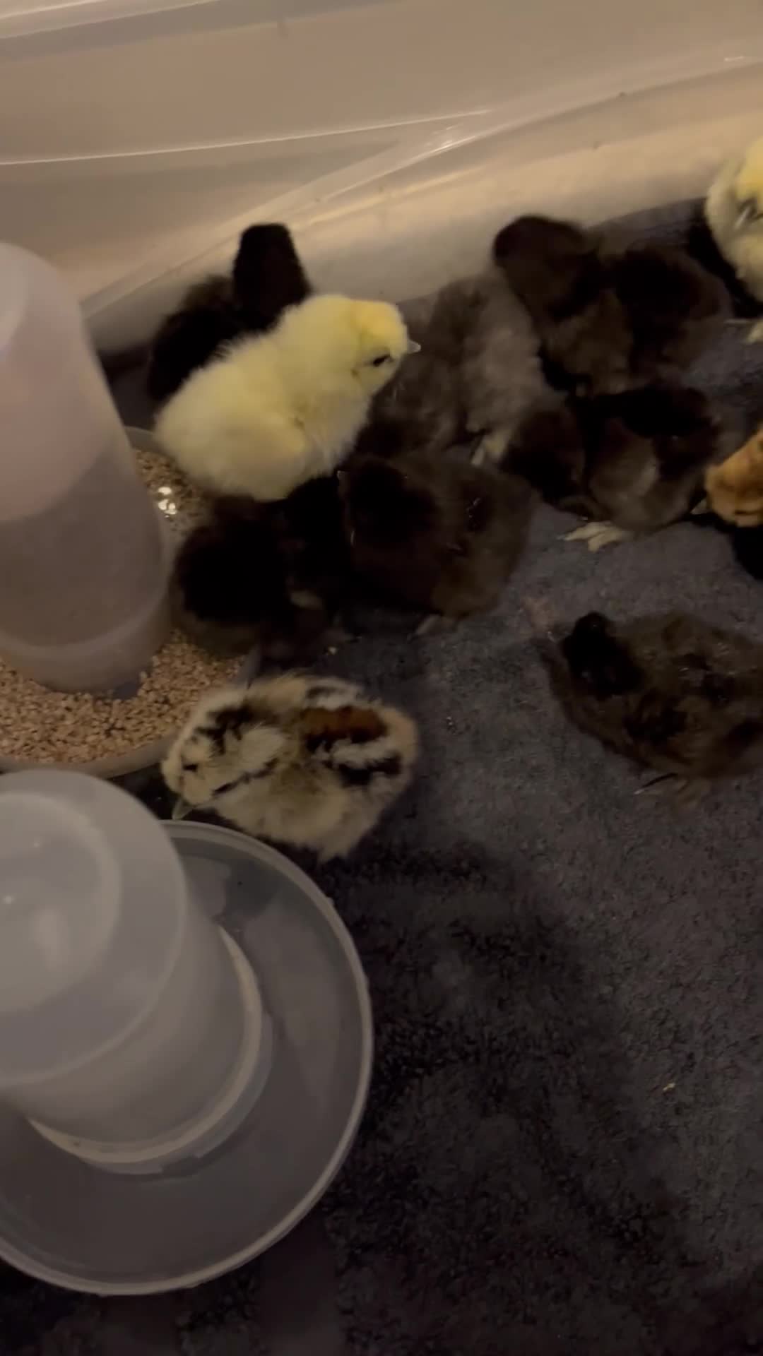 Chickens poultry for sale: Silkie chicks available  - Video 1