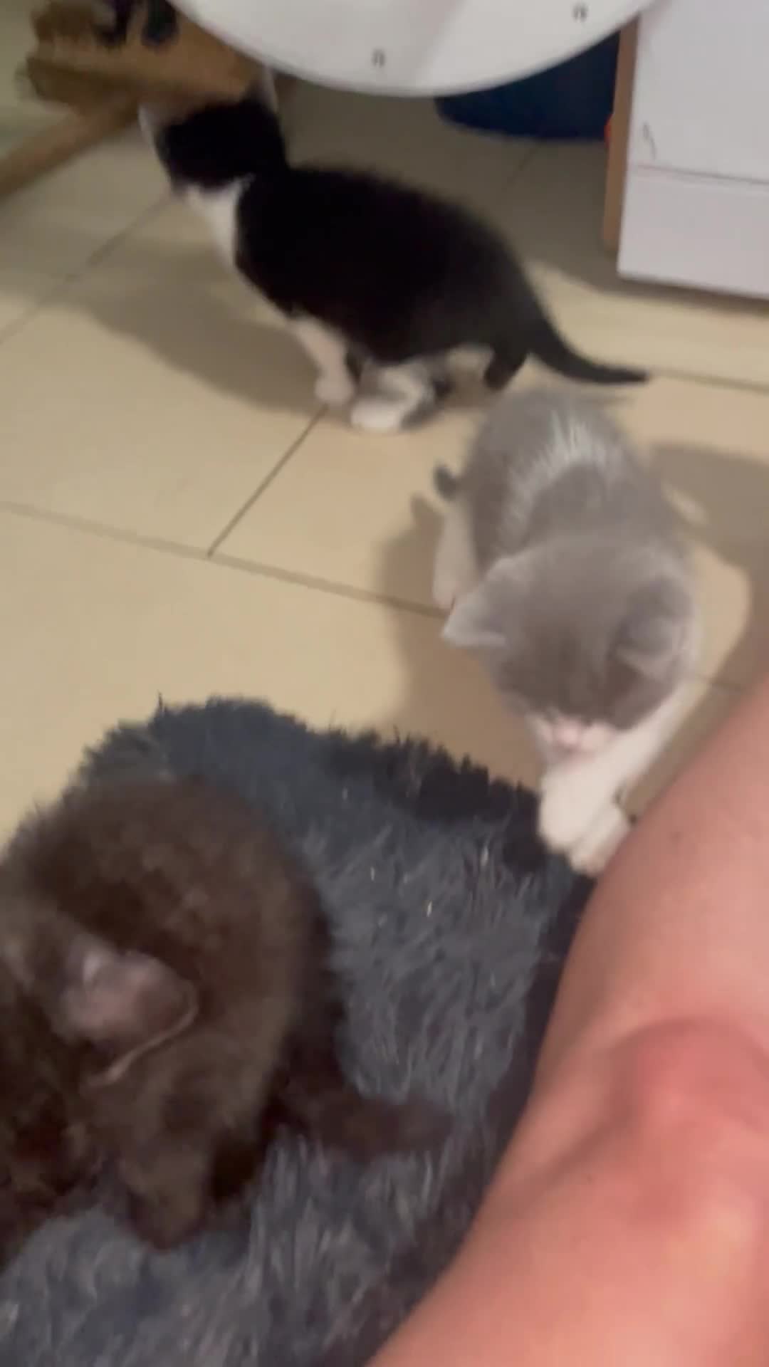 Mixed Breed cats for sale: BBSH mixed breed 5 kittens grey black white grey  - Video 2