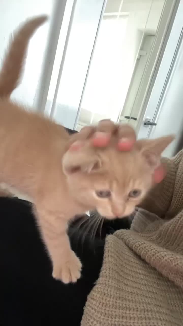 British Shorthair cats for sale: Male British Shorthair Kitten - Video 5