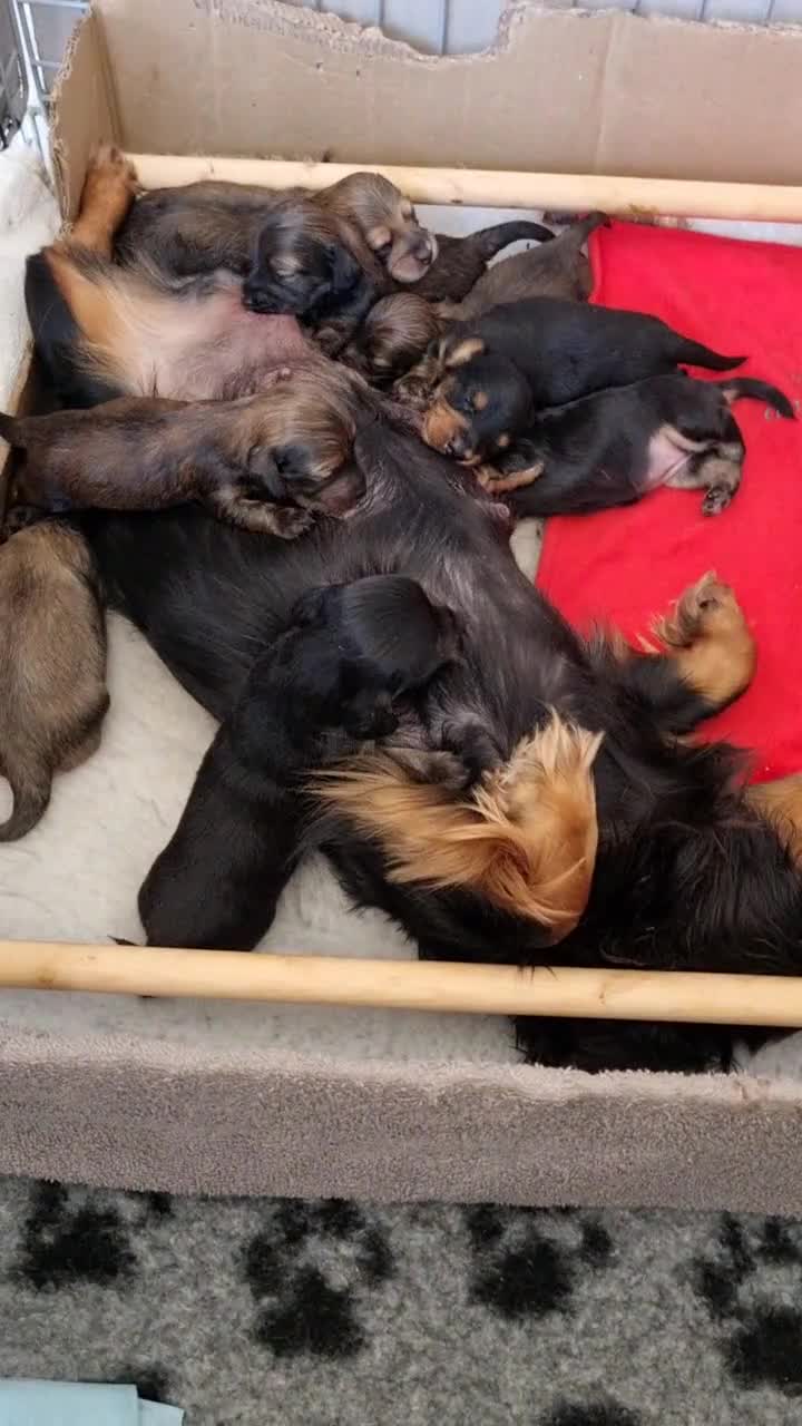 Miniature Dachshund dogs for sale: 🌟 Miniature LH Dachshund Puppies 🌟  - Video 2
