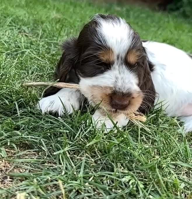 Cocker Spaniel dogs for sale: Beautiful chocolate/tan roan girl - Video 1