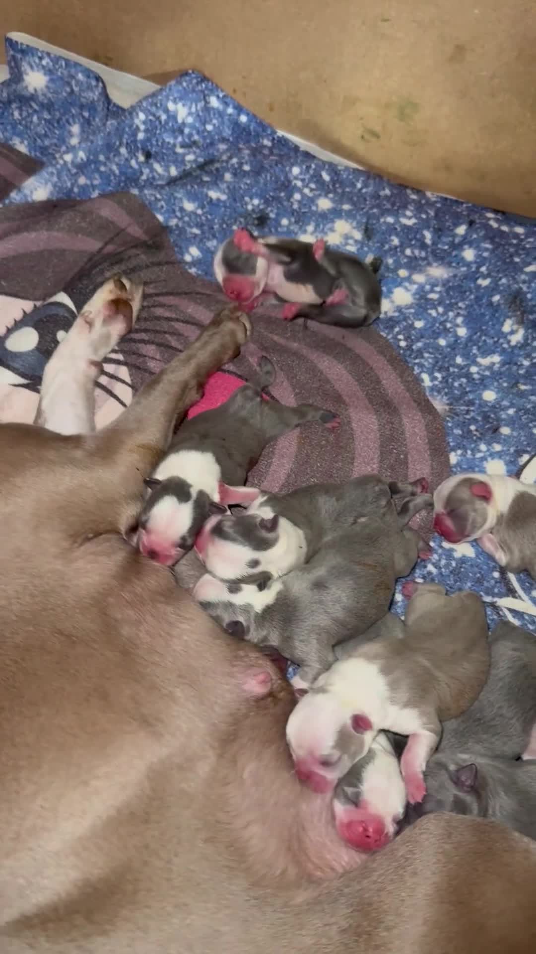 Boston Terrier dogs for sale: Boston Terrier puppies 🐶  - Video 1