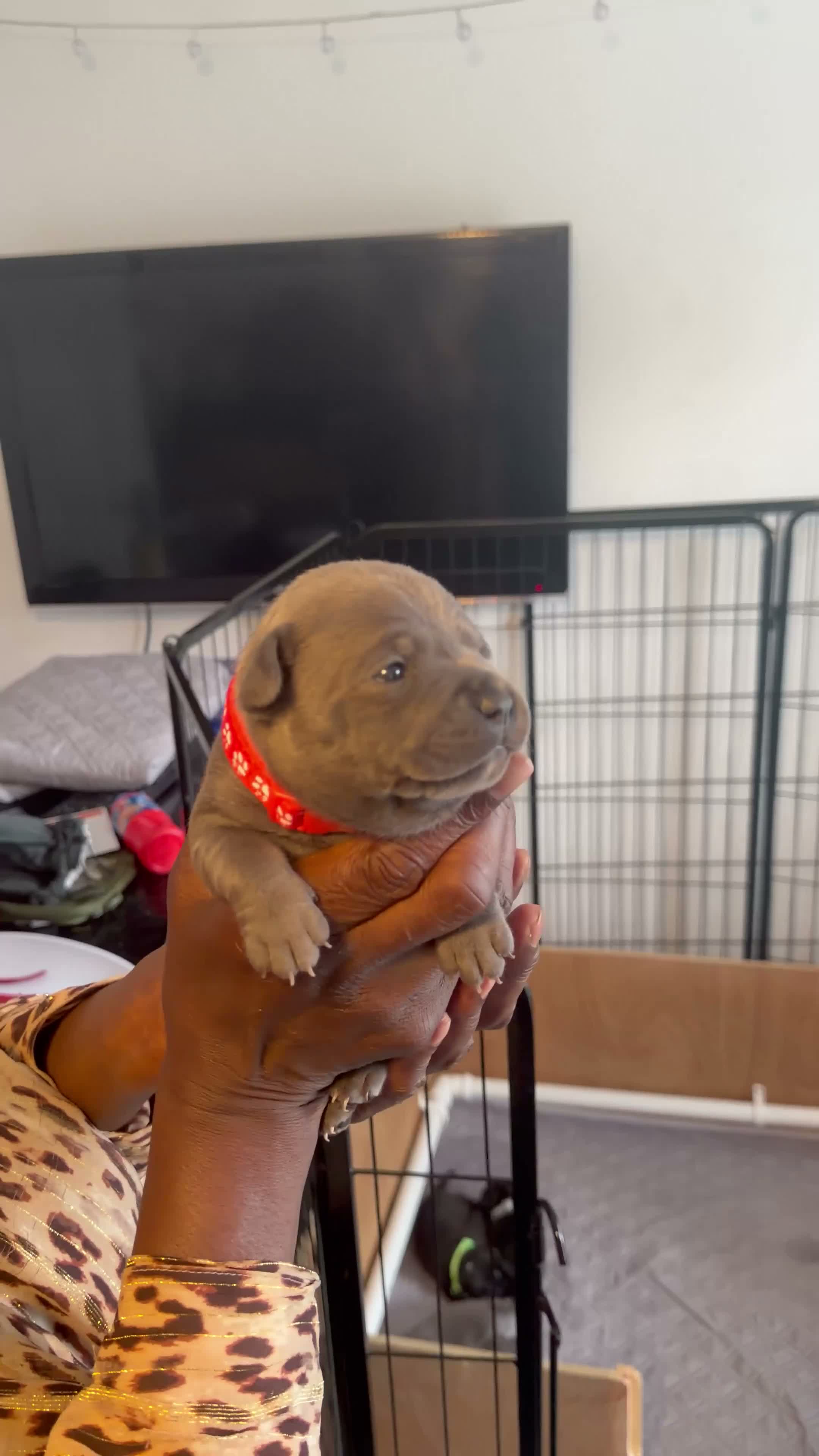 Staffordshire Bull Terrier dogs for sale: (BULLSCAFF) CHAMPION SIRED SBT puppies  - Video 1