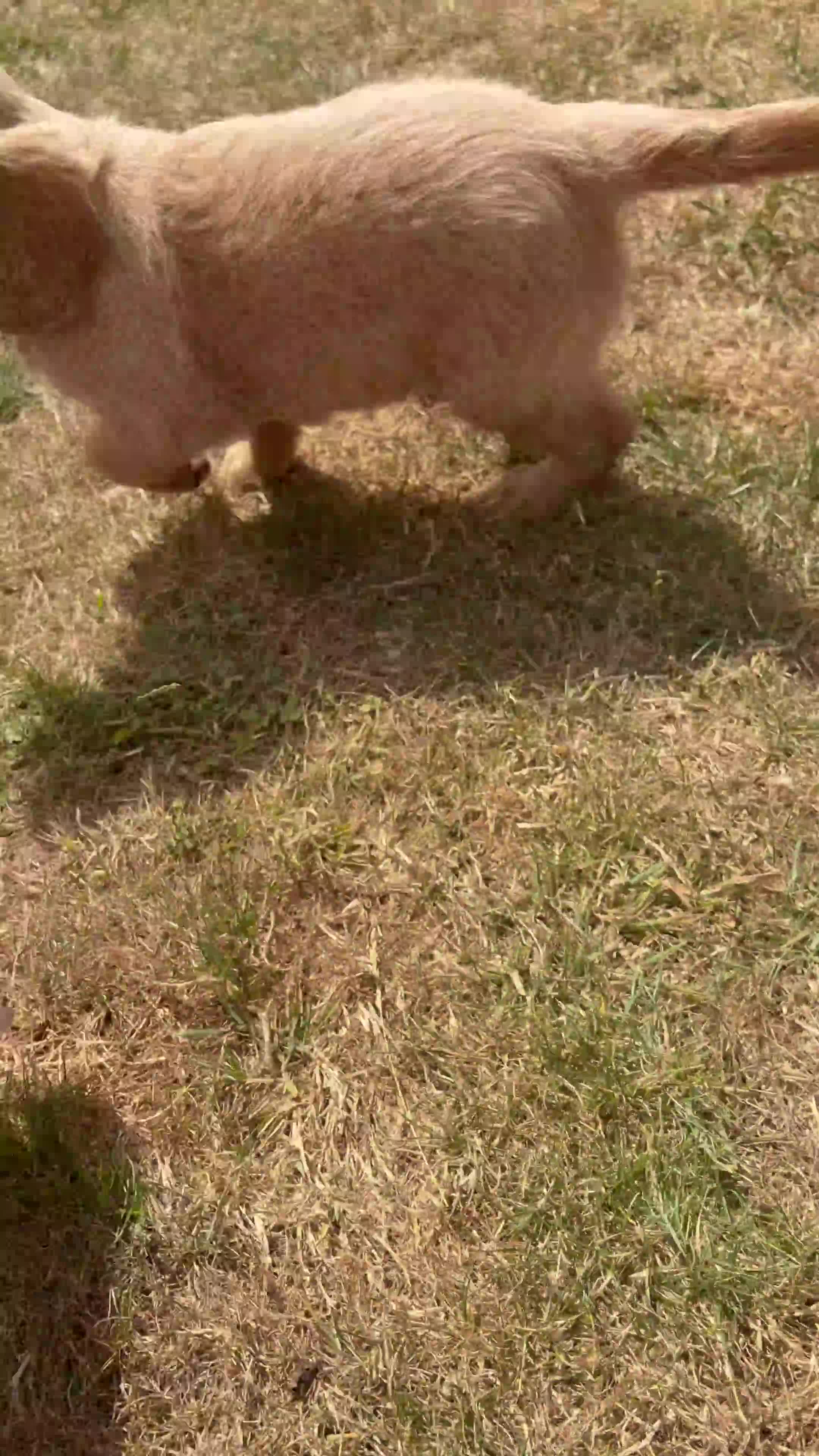 Mini Goldendoodle dogs for sale: F2 miniature goldendoodles - Video 2