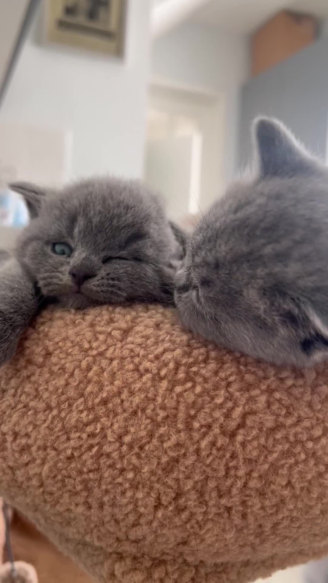 British Shorthair cats for sale: 🐈Beautiful GCCF Registered 🐈 British Shorthair in Warminster - Video 1