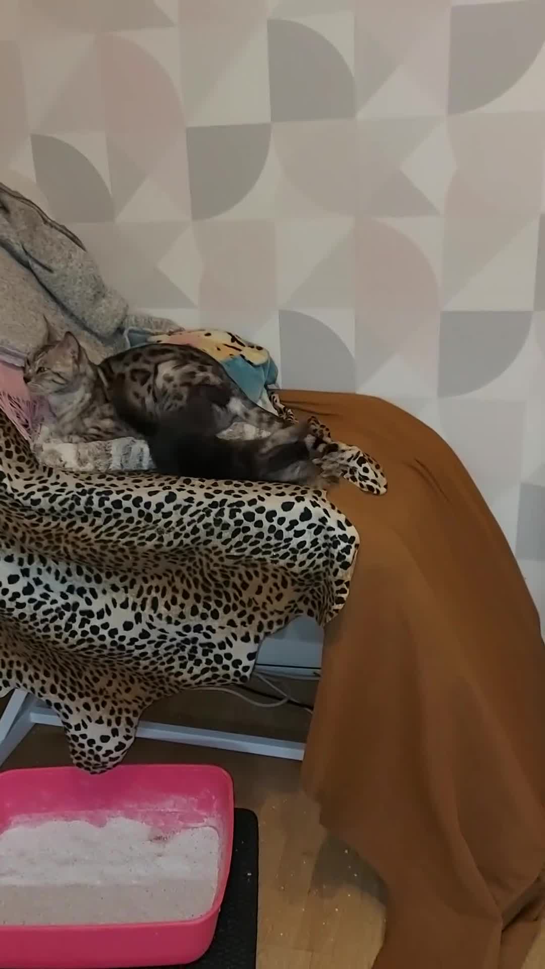 Bengal cats for sale: 2 Bengal Type Boys – Ready Now - Video 1