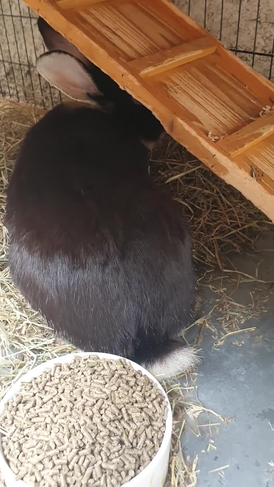 Mixed Breed rabbits for sale: 7 baby rabbits and a 12 month old male (dad!) - Video 3