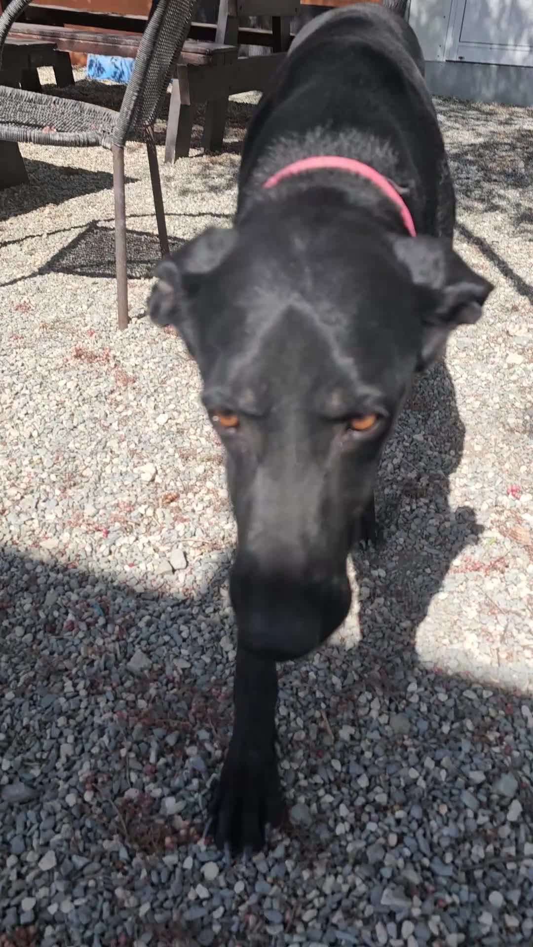 Labrador Retriever dogs for adoption: Prince - 4 years waiting for a home - Video 2