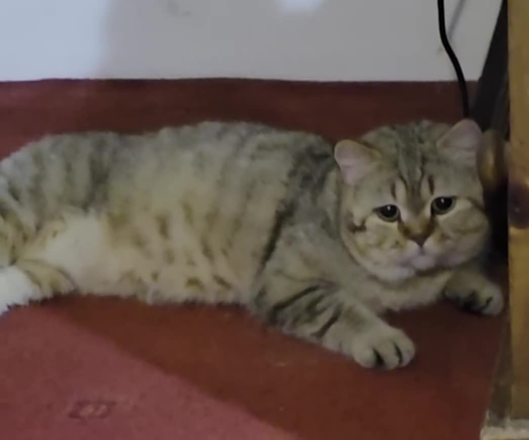 British Shorthair cats for sale: Chocolate golden tabby retired male - Video 1