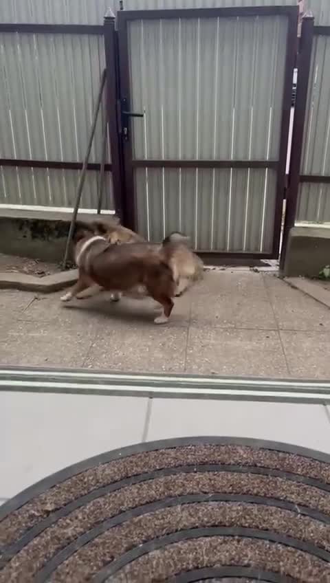 Mixed Breed dogs for adoption: BELLA -  a superb little girl, for a Loving Home - Video 2