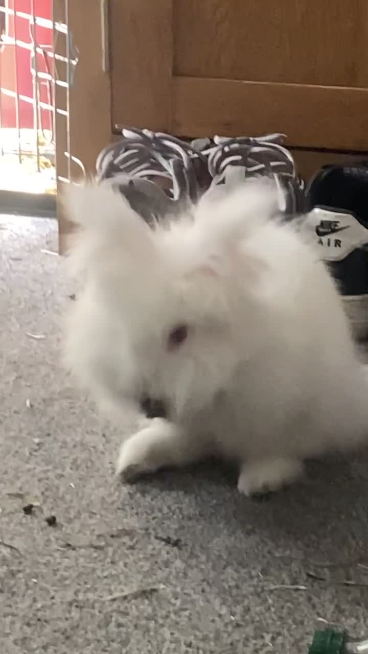 Lionhead rabbits for sale: 2 female lionhead rabbits 1 years old in Stoke-on-Trent - Video 5