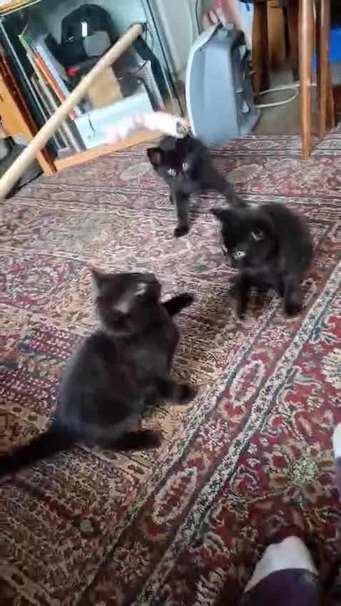 Domestic Shorthair cats for sale: black kittens  - Video 1