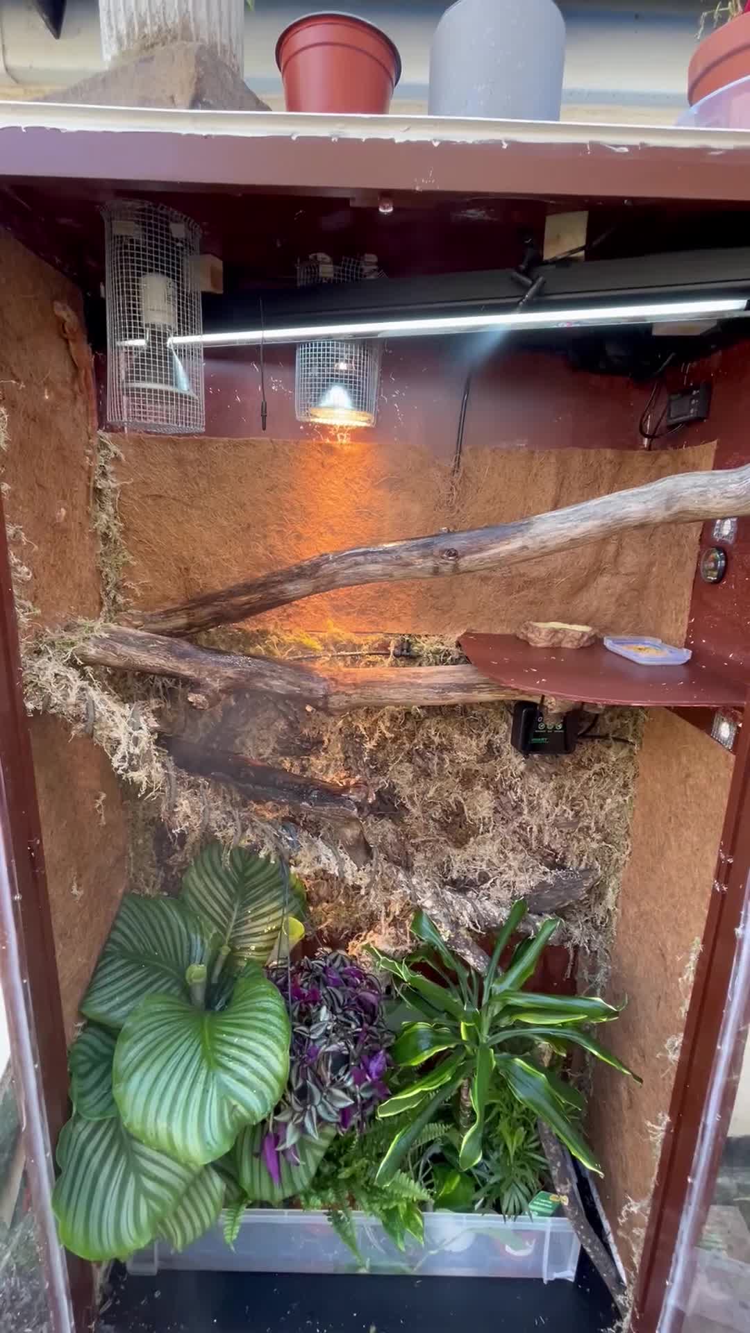 Iguana reptiles for sale: Orange zero iguana - Video 1