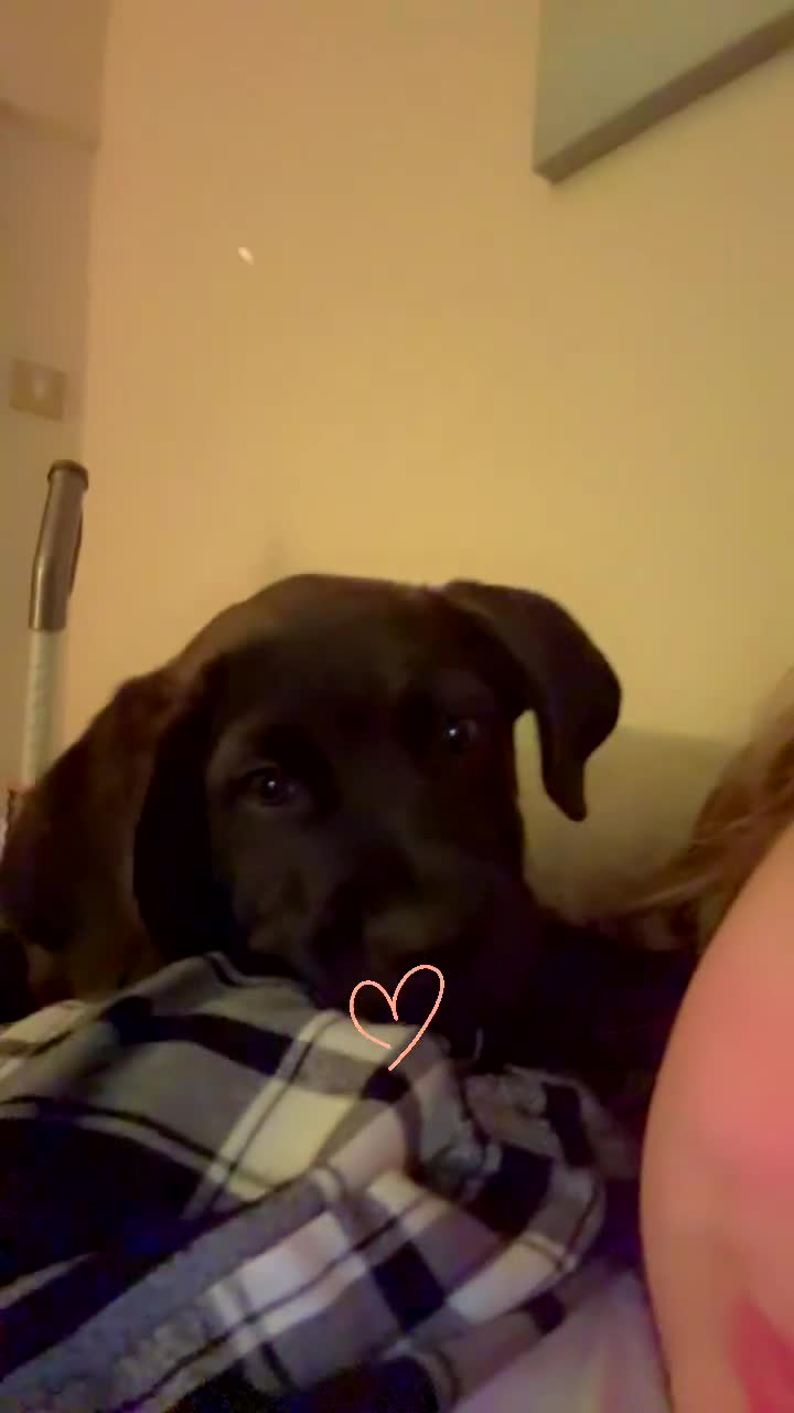 Mixed Breed dogs for sale: Puppy enzo  - Video 2