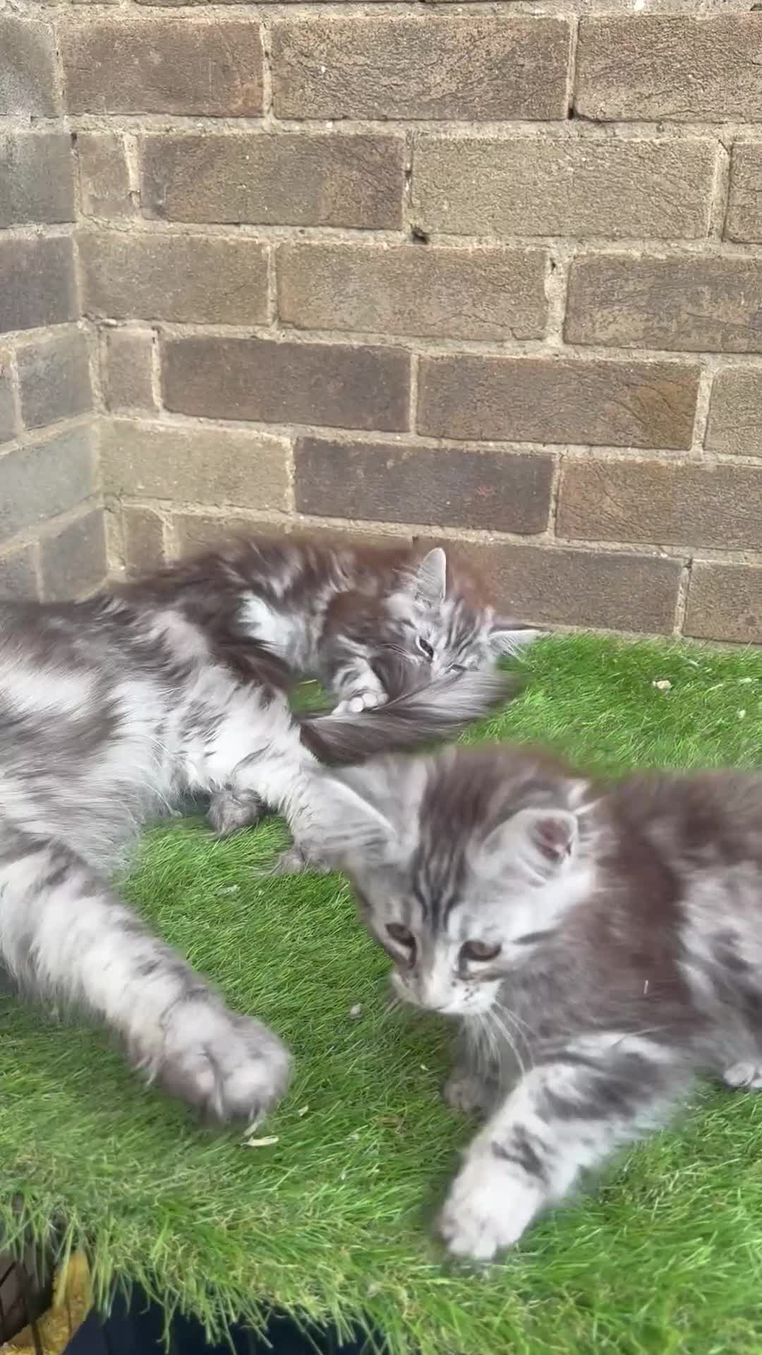 Maine Coon cats for sale: Maine coon kittens  - Video 1