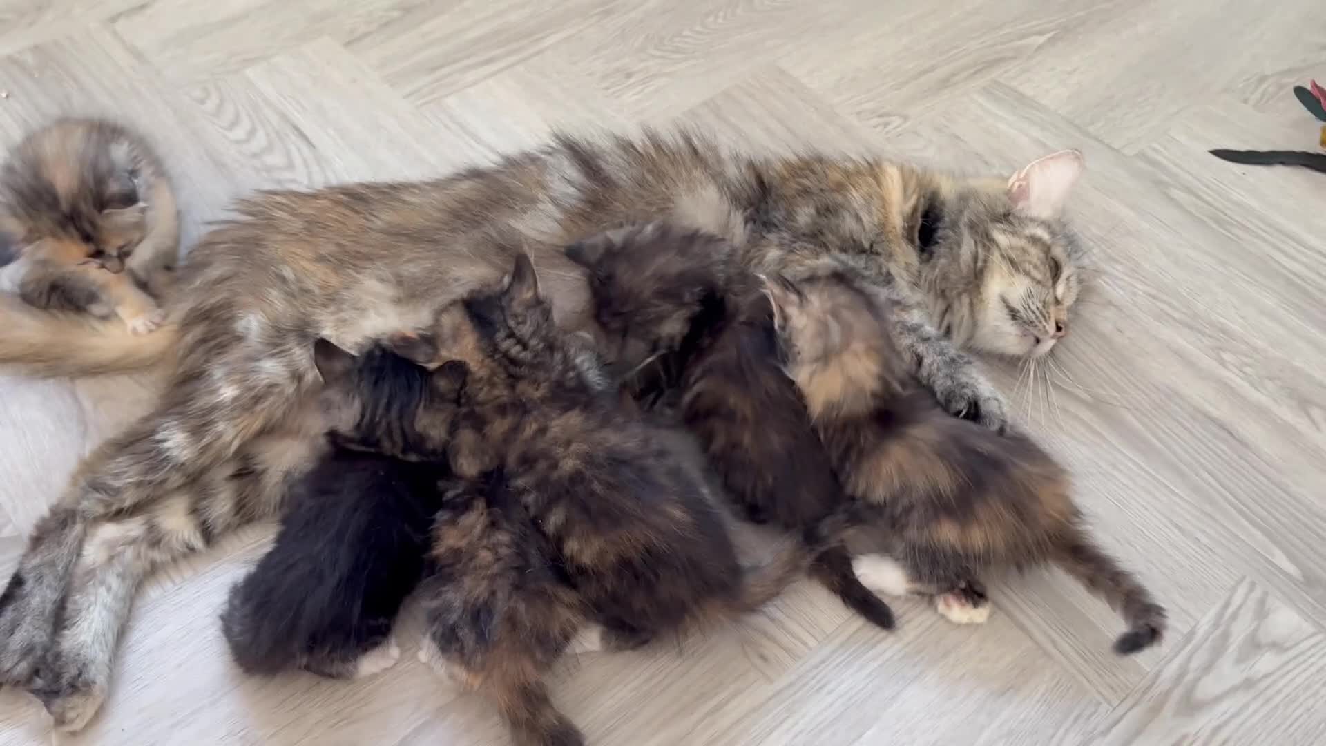 Mixed Breed cats for sale: Affectionate & Beautiful Ragdoll X Kittens - Video 2