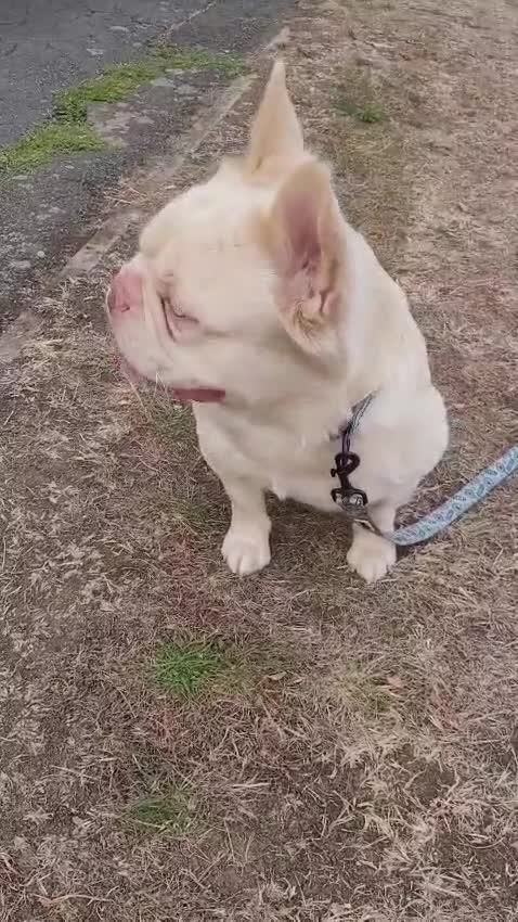 French Bulldog dogs for stud: JUNIOR FLUFFY DOUBLE CHOC MERLE WRAPPED IN CREAM  - Video 2