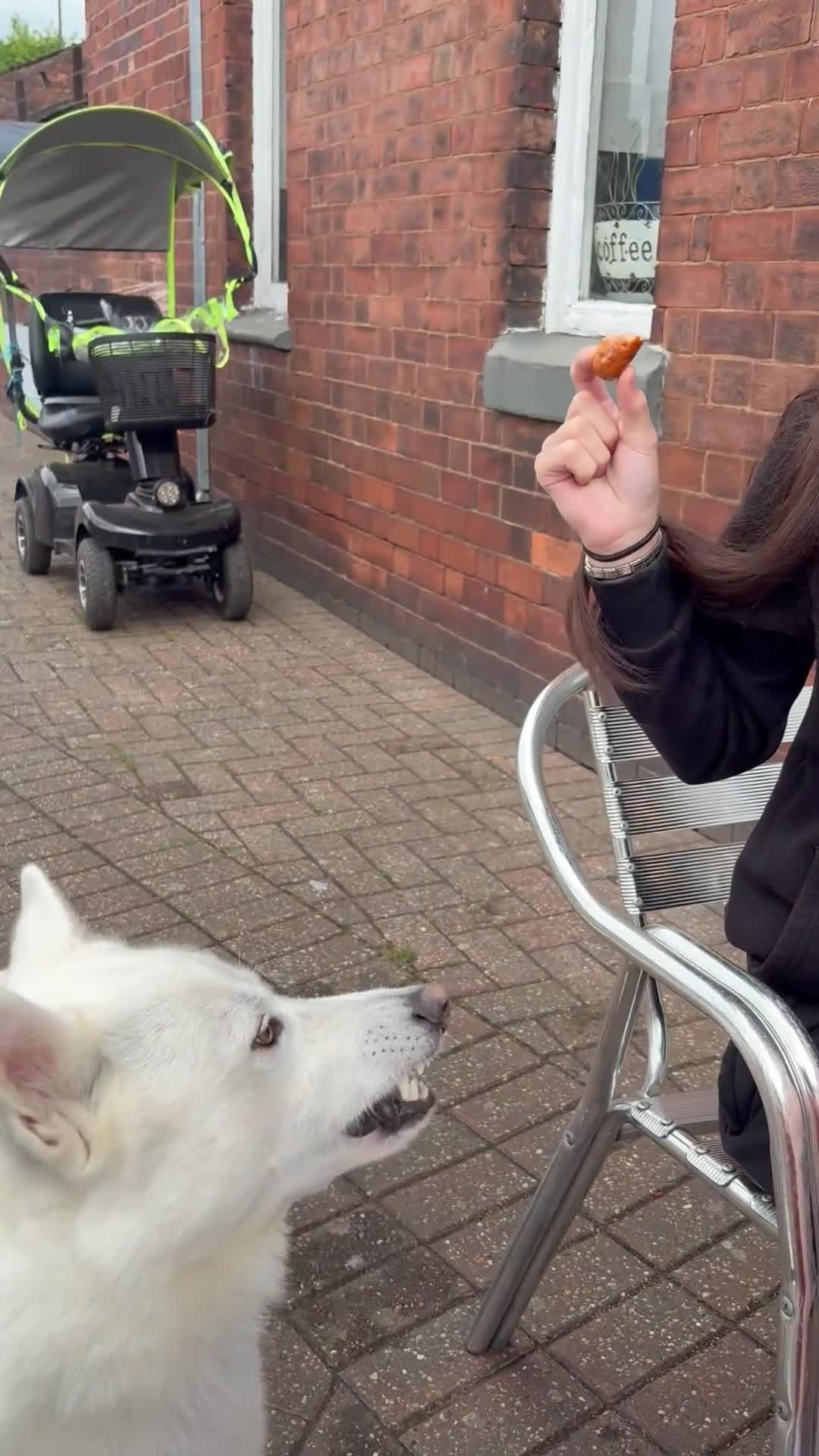 Siberian Husky dogs for sale: 2 year old husky  - Video 1