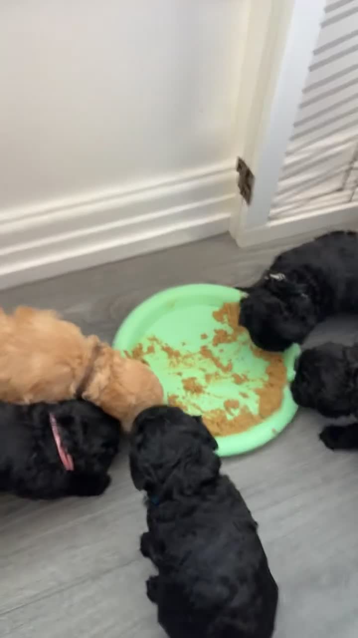 Miniature Poodle dogs for sale: Adorable kc reg miniature poodles - Video 1