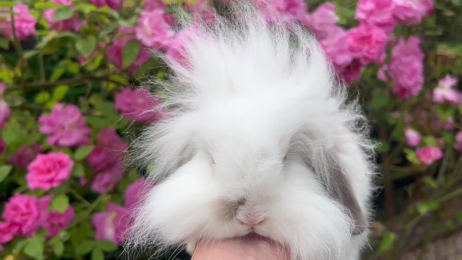 Mini Lion Lop rabbits for sale: Mini lion lop  - Video 2