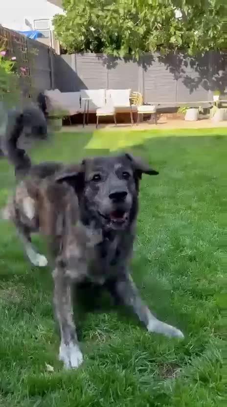 Mixed Breed dogs for adoption: Albie - Video 2