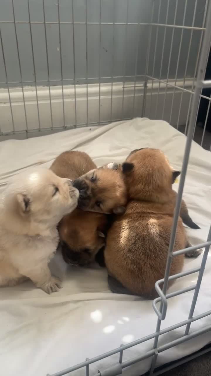 Chow Chow dogs for sale: Chow chow pups 1 red boy left  - Video 1
