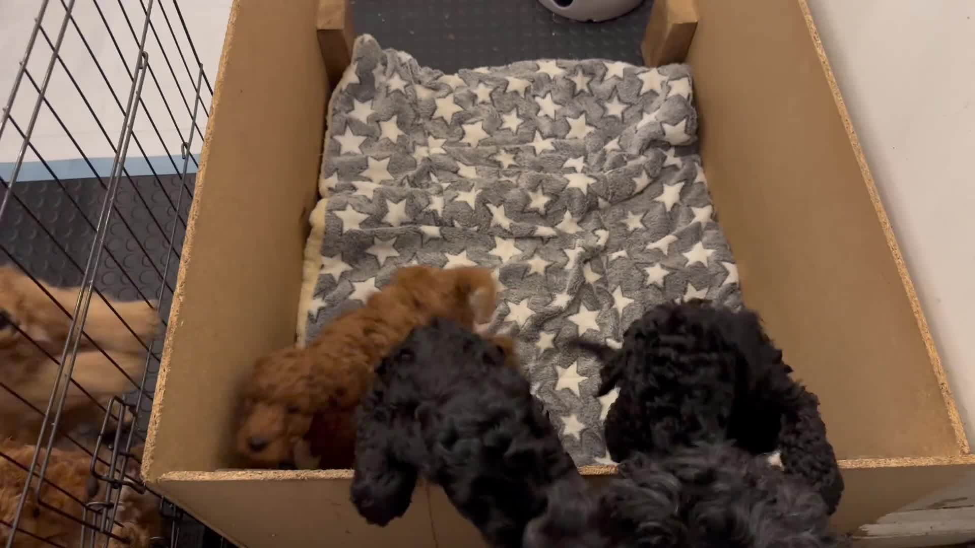Cockapoo dogs for sale: 5 beautiful cockapoos puppies  - Video 1