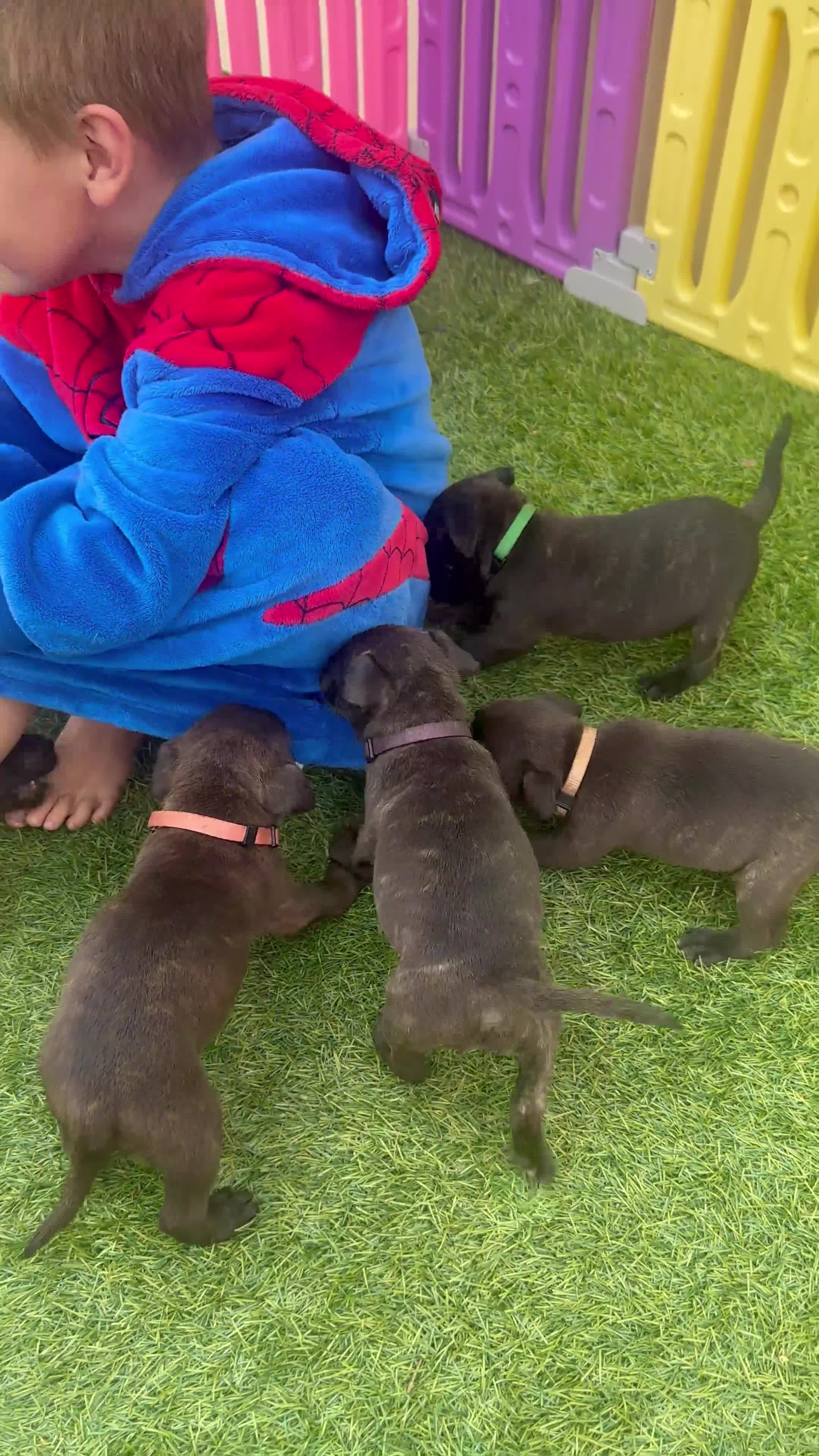 Staffordshire Bull Terrier dogs for sale: **KC reg*22 Champions* staffy pups - Video 5