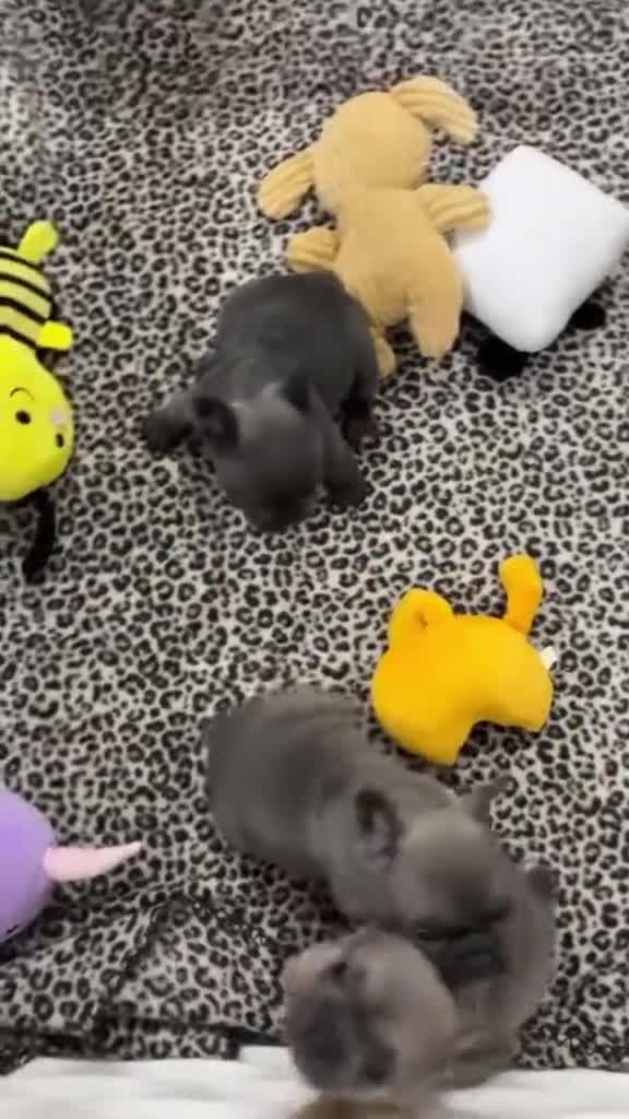 French Bulldog dogs for sale: Quality Stunning Frenchies Bull Puppies  - Video 1