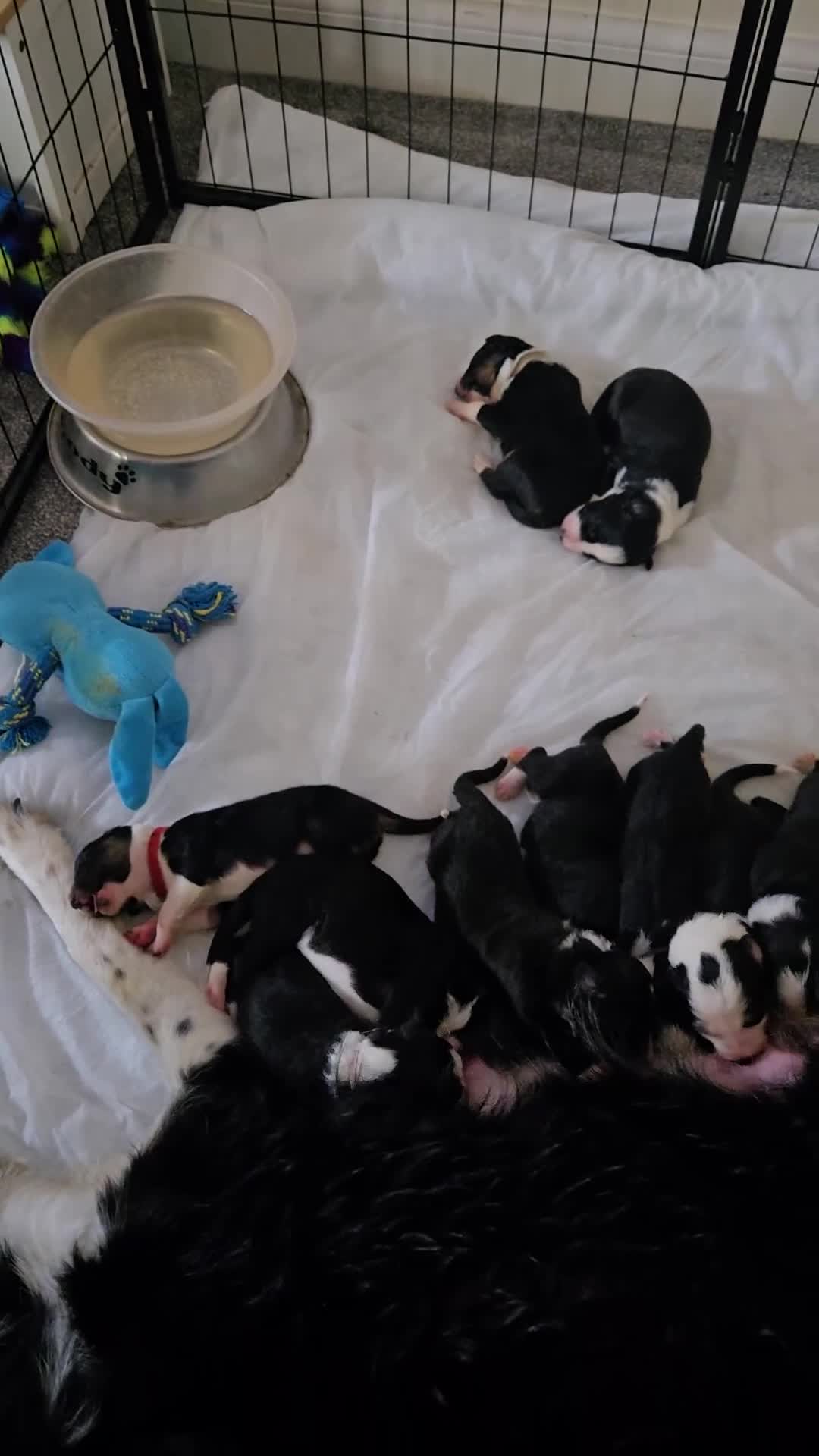 Border Collie dogs for sale: bored collie puppies  - Video 3