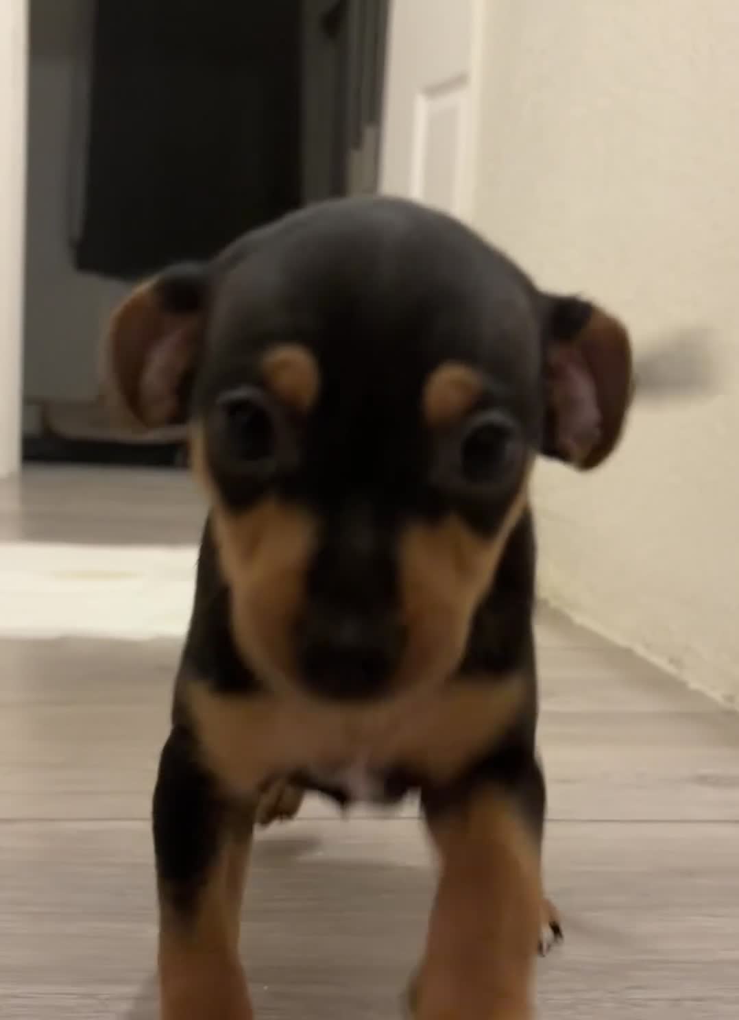 Mixed Breed dogs for sale: Beautiful Black & Tan Miniature Pinscher Puppies - Video 1
