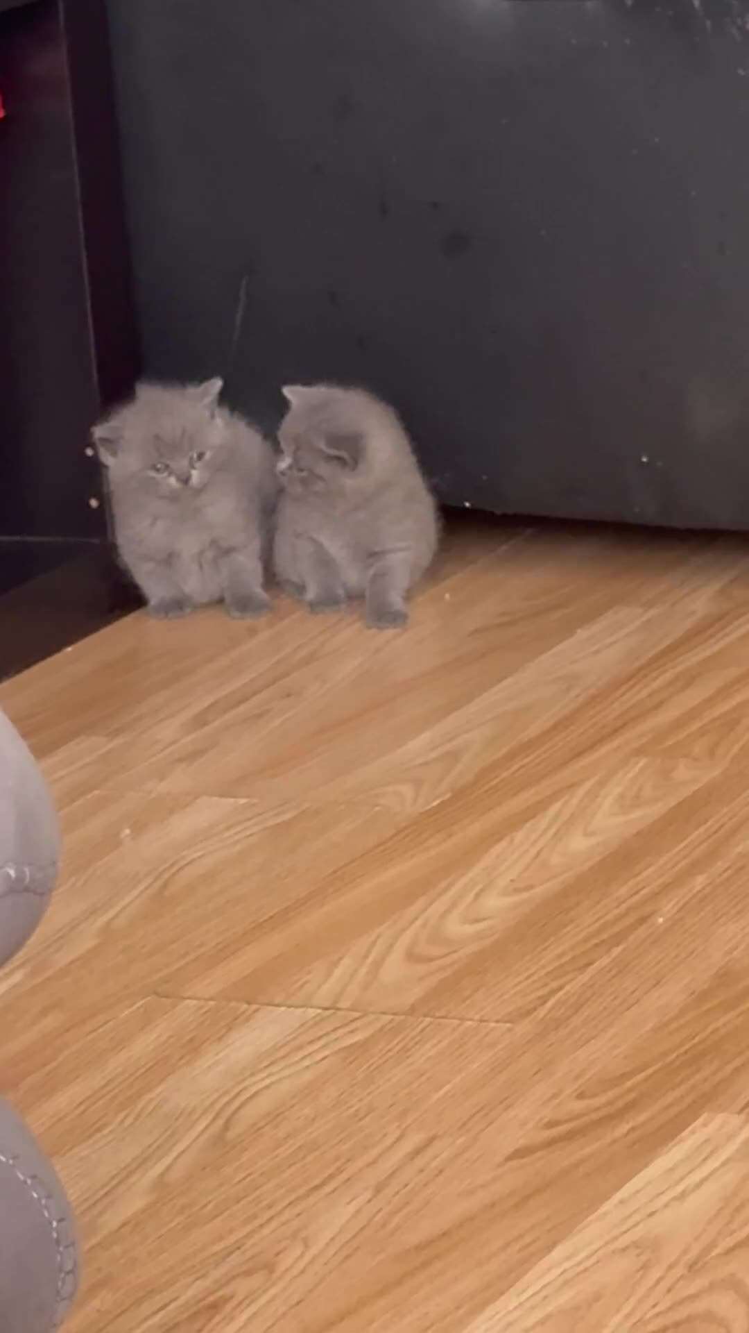 British Shorthair cats for sale: Three British Shorthair Kittens Available Now - Video 3