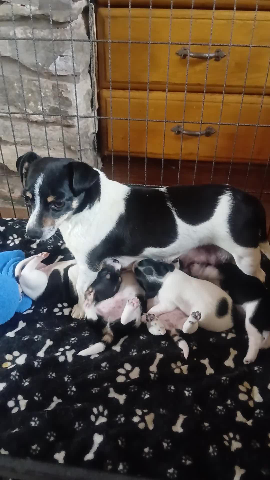 Jack Russell dogs for sale: Gorgeous Jack Russell puppies for sale - Video 1